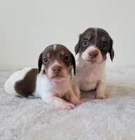 Dugger SALE, a male Miniature Dachshund for sale in Minco, OK – 3 of 5
