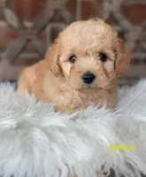 Bailey WEEKEND SALE, a female Miniature Goldendoodle for sale in Minco, OK – 1 of 8