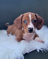 Roddy, a male Miniature Dachshund for sale in Minco, OK – 1 of 10