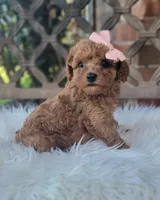 Cavapoo WEEKEND SALE, a female Cavapoo for sale in Minco, OK – 5 of 5