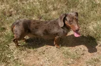 Draco AKC Dapple, a male Dachshund for sale in Minco, OK – 3 of 7
