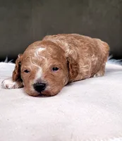 Cavapoo boy, a male Cavapoo for sale in Minco, OK – 3 of 3