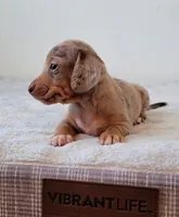 Harper, a female Miniature Dachshund for sale in Minco, OK – 3 of 3