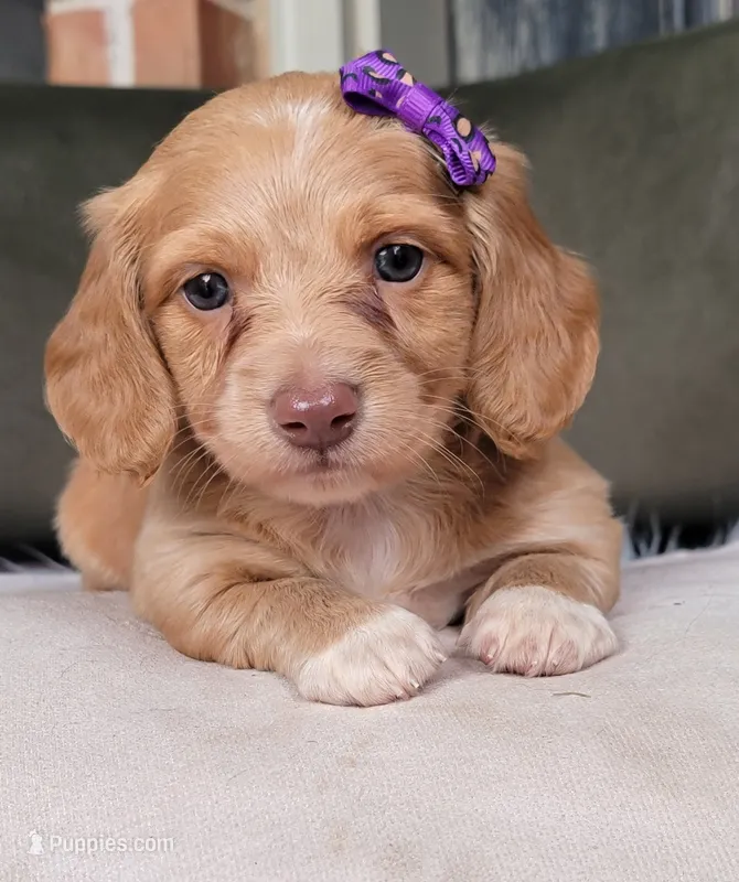 Matilda – Dachshund puppy for sale in Minco, OK