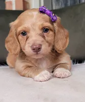 Matilda, a female Dachshund for sale in Minco, OK – 1 of 3