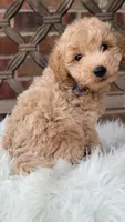 F1bb Mini Goldendoodle , a male Miniature Goldendoodle for sale in Minco, OK – 3 of 3