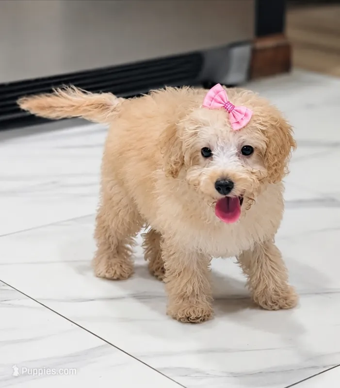 Bailey  – Miniature Goldendoodle puppy for sale in Minco, OK
