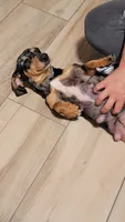 Stormy, a female Miniature Dachshund for sale in Minco, OK – 5 of 5