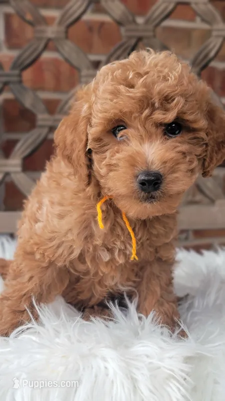F1bb Mini Goldendoodle  – Miniature Goldendoodle puppy for sale in Minco, OK