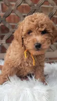 F1bb Mini Goldendoodle , a male Miniature Goldendoodle for sale in Minco, OK – 1 of 3