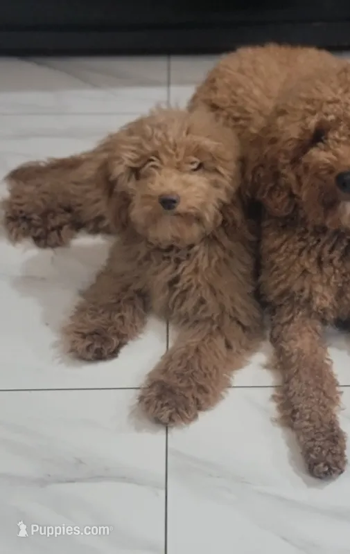 Pumpkin – Miniature Goldendoodle puppy for sale in Minco, OK