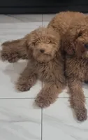 Pumpkin, a female Miniature Goldendoodle for sale in Minco, OK – 1 of 1