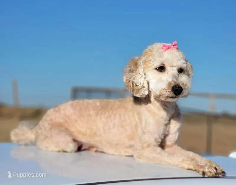 Maddy – Poodle - Miniature  puppy for sale in Minco, OK