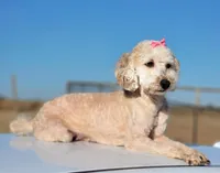 Maddy, a female Poodle - Miniature  for sale in Minco, OK – Photo 2 of 3