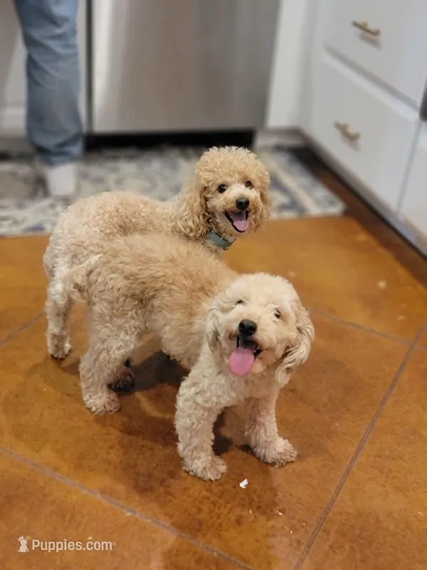 Maddy, a female Poodle - Miniature  for sale in Minco, OK – Photo 1 of 3