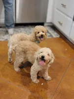 Maddy, a female Poodle - Miniature  for sale in Minco, OK – Photo 1 of 3