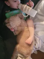 Maddy, a female Poodle - Miniature  for sale in Minco, OK – Photo 3 of 3