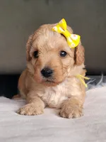 Bailey, a female Miniature Goldendoodle for sale in Minco, OK – 2 of 7