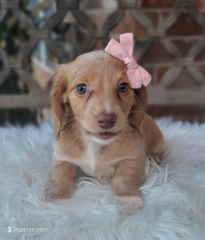 Matilda – Dachshund puppy on hold in Minco, OK