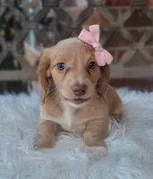 Matilda, a female Dachshund for sale in Minco, OK – 1 of 6