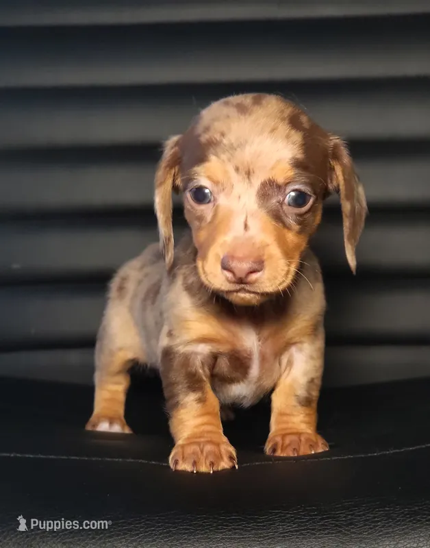 Harleigh – Miniature Dachshund puppy for sale in Minco, OK