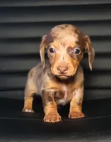 Harleigh, a female Miniature Dachshund for sale in Minco, OK – 1 of 2