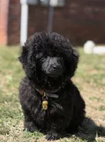 Phineas , a male Poodle - Miniature  for sale in Minco, OK – 1 of 1