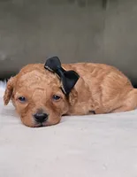 Cavapoo girl, a female Cavapoo for sale in Minco, OK – 3 of 3