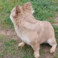 Banelli  IN HEAT NEW DAY 5!!!!! AKC, a female French Bulldog for sale in Minco, OK – Photo 3 of 3