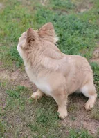 Banelli, a female French Bulldog for sale in Minco, OK – Photo 3 of 3