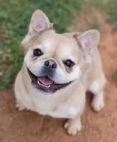 Banelli, a female French Bulldog for sale in Minco, OK – Photo 1 of 3