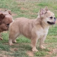 Banelli  IN HEAT NEW DAY 5!!!!! AKC, a female French Bulldog for sale in Minco, OK – Photo 2 of 3