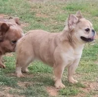 Banelli, a female French Bulldog for sale in Minco, OK – Photo 2 of 3