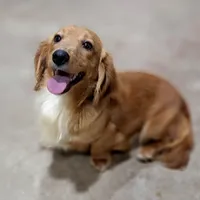 Winston AKC, a male Miniature Dachshund for sale in Minco, OK – 3 of 3