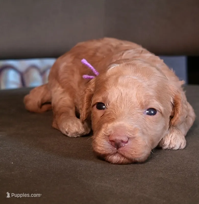 F1bb Mico Goldendoodle  – Miniature Goldendoodle puppy for sale in Minco, OK