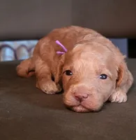 F1bb Mico Goldendoodle , a female Miniature Goldendoodle for sale in Minco, OK – 1 of 5