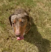 Draco AKC Dapple, a male Dachshund for sale in Minco, OK – 4 of 7