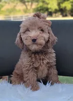 F1bb Mico Goldendoodle , a female Miniature Goldendoodle for sale in Minco, OK – 2 of 5
