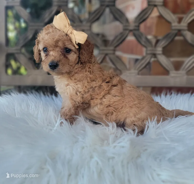 Cavapoo girl – Cavapoo puppy for sale in Minco, OK