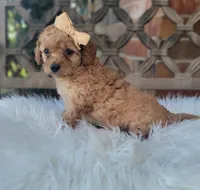 Cavapoo girl WEEKEND SALE, a female Cavapoo for sale in Minco, OK – 1 of 5
