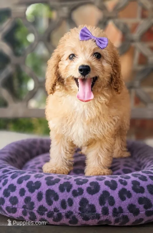 Cavapoo girl – Cavapoo puppy for sale in Minco, OK