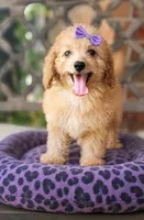 Cavapoo girl 10-12lbs, a female Cavapoo for sale in Minco, OK – 1 of 8