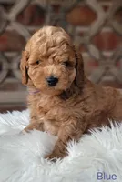 Baxter WEEKEND SALE, a male Miniature Goldendoodle for sale in Minco, OK – 1 of 8