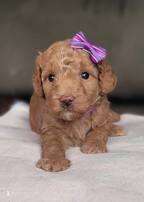 F1bb Mico Goldendoodle  – Miniature Goldendoodle puppy for sale in Minco, OK