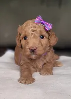 F1bb Mico Goldendoodle , a female Miniature Goldendoodle for sale in Minco, OK – 4 of 5