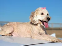 Maddy, a female Poodle - Miniature  for sale in Minco, OK – Photo 1 of 3