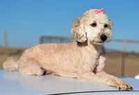 Maddy, a female Poodle - Miniature  for sale in Minco, OK – Photo 2 of 3