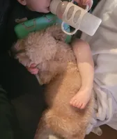 Maddy, a female Poodle - Miniature  for sale in Minco, OK – Photo 3 of 3