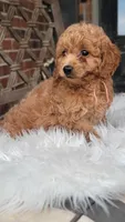 F1bb Mini Goldendoodle girl, a female Miniature Goldendoodle for sale in Minco, OK – 2 of 3