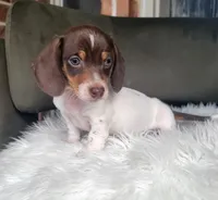 Dugger SALE, a male Miniature Dachshund for sale in Minco, OK – 2 of 5